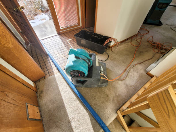 Best Mold removal after water damage  in Burnham, IL